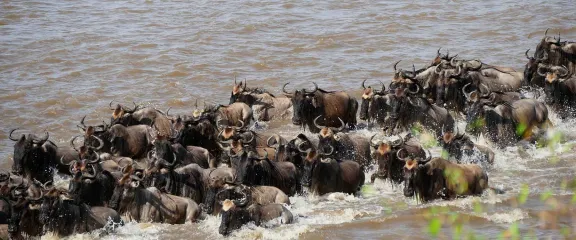 A herd of Wildebeest cross a river