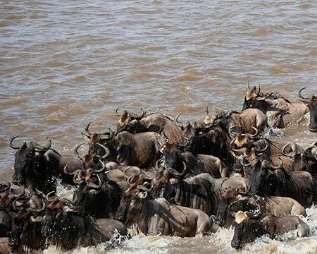 A herd of Wildebeest cross a river