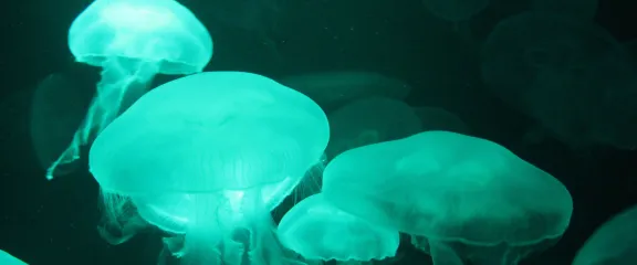 Bioluminescence in jellyfish