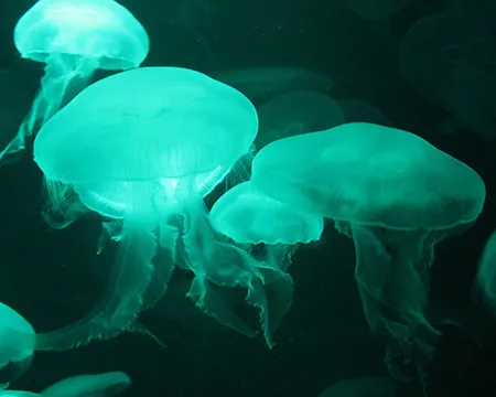 Bioluminescence in jellyfish