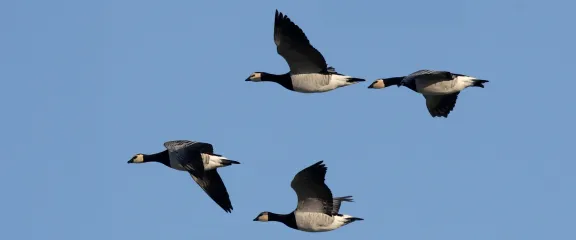 4 geese fly across a blue sky
