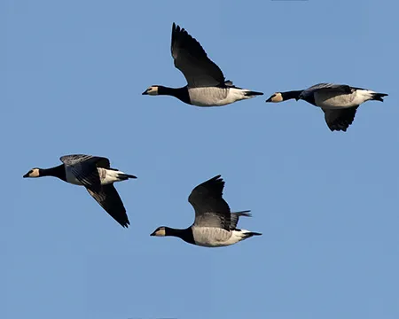 4 geese fly across a blue sky