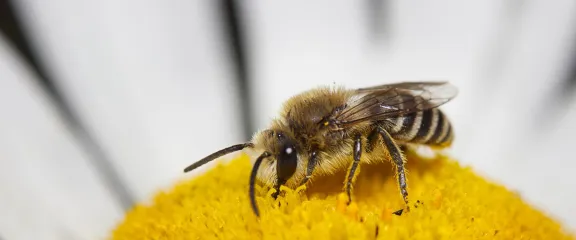 A honeybee on a flower