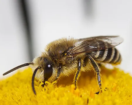A honeybee on a flower