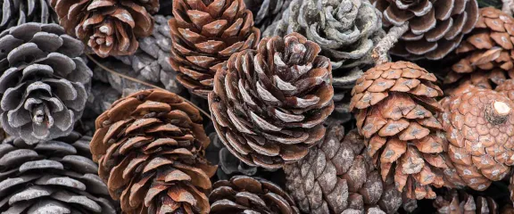 Pinecones