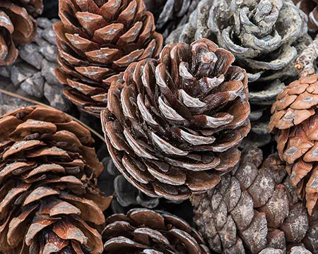 Pinecones