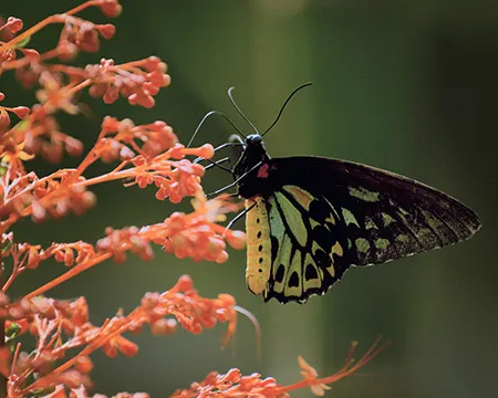 Butterfly drinking nectar from flower. 