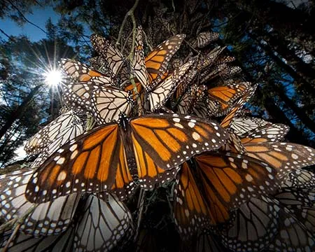 Monarch butterflies line up along a tree trunk