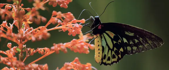 Butterfly drinking nectar from flower. 