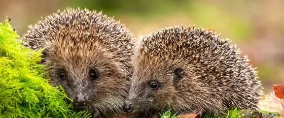 Two hedgehogs in leaf litter