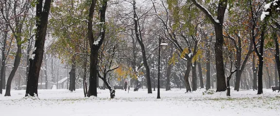 Snow falls through the trees in a park