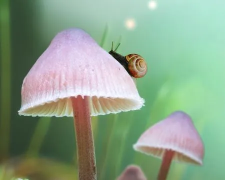 A snail moves over some fungi