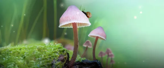 A snail moves over some fungi