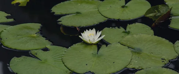 a pond covered in tree lily pads