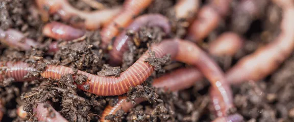 Wiggly worms in soil