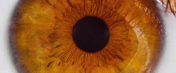 Close up of a human eye