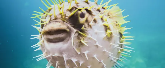 A close-up shot of a pufferfish underwater
