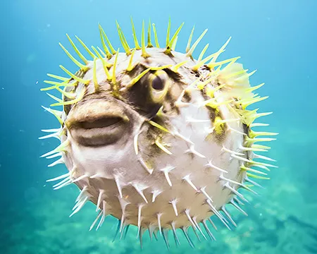 A close-up shot of a pufferfish underwater