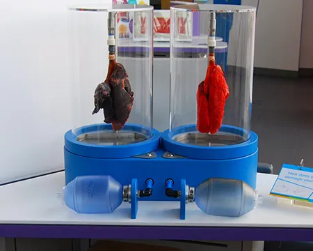 ‘Healthy and Smokers Lungs’ exhibit on Floor 3