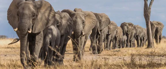 A herd of elephants