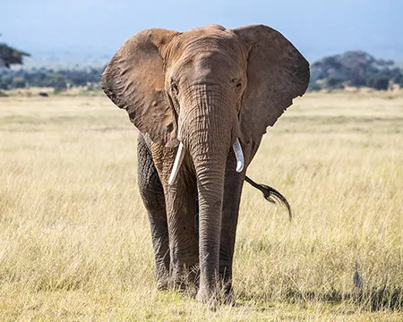 An elephant
