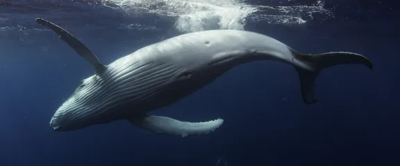 Ocean Odyssey - a huge whale turns dramatically on its side near the surface of the ocean.