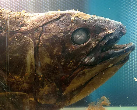 Latimeria or Coelacanth (Latimeria chalumnae Smith), A living fossil, the oldest known living lineage of Sarcopterygii (lobe-finned fish and tetrapods).