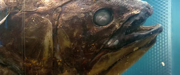 Latimeria or Coelacanth (Latimeria chalumnae Smith), A living fossil, the oldest known living lineage of Sarcopterygii (lobe-finned fish and tetrapods).