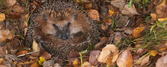 The Spark Magazine - Issue 29. Hedgehog hibernating in fallen Autumn leaves.