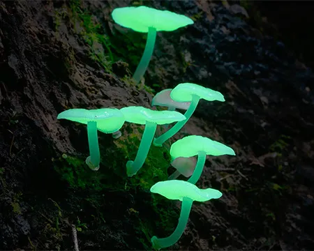 A green bioluminescence in fungi. Image: Fungi: The Web of Life 3D