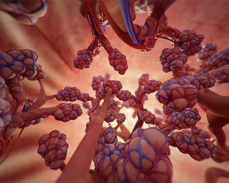 Graphical illustration of the alveoli in the human lung. Image: MacGillivray Freeman Films