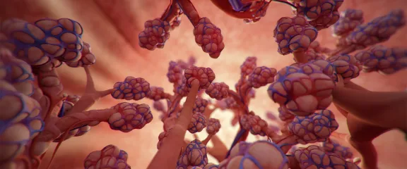 Graphical illustration of the alveoli in the human lung. Image: MacGillivray Freeman Films