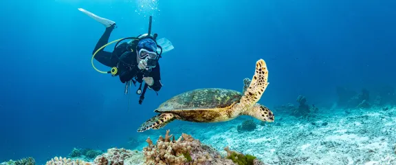 A scuba diver and turtle in the ocean