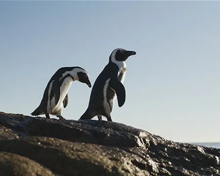 Penguins on rock 