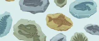 Illustrations of rocks containing fossils