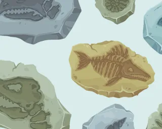 Illustrations of rocks containing fossils