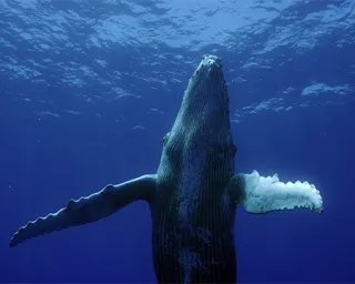 Ocean Odyssey - a huge whale rises from the deep near the surface of the ocean.