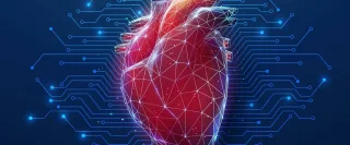 Anatomical heart