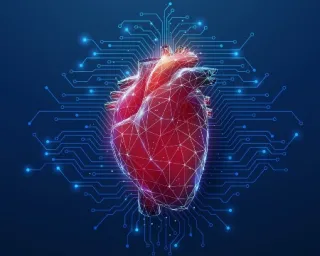 Anatomical heart