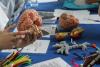 Models of the human brain on a table top