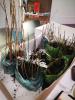 GALLANT - The Roots Project tree saplings