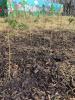 GALLANT - The Roots Project tree saplings