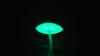 fungi