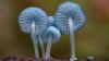 fungi