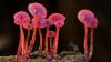 fungi